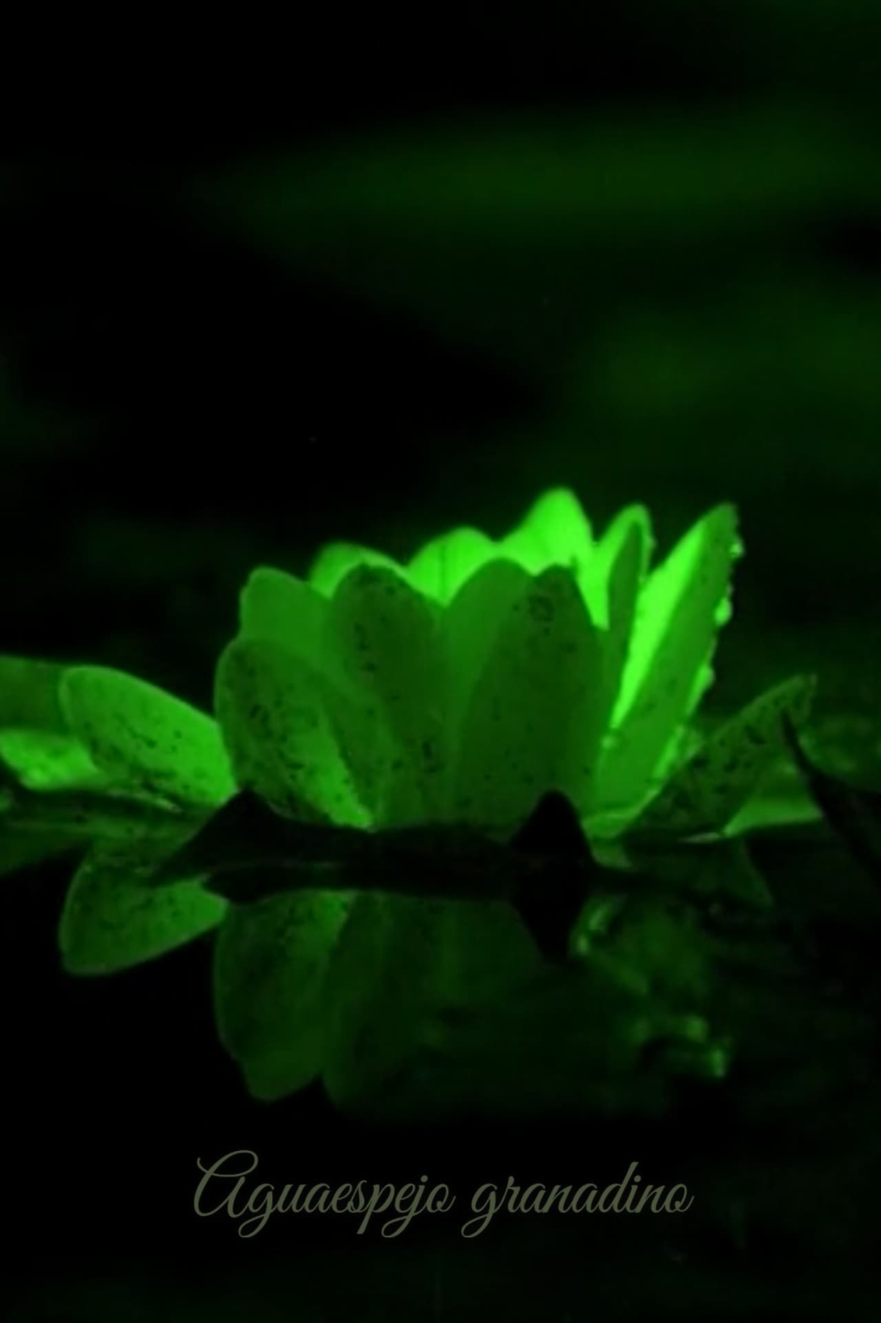 Movie Aguaespejo granadino