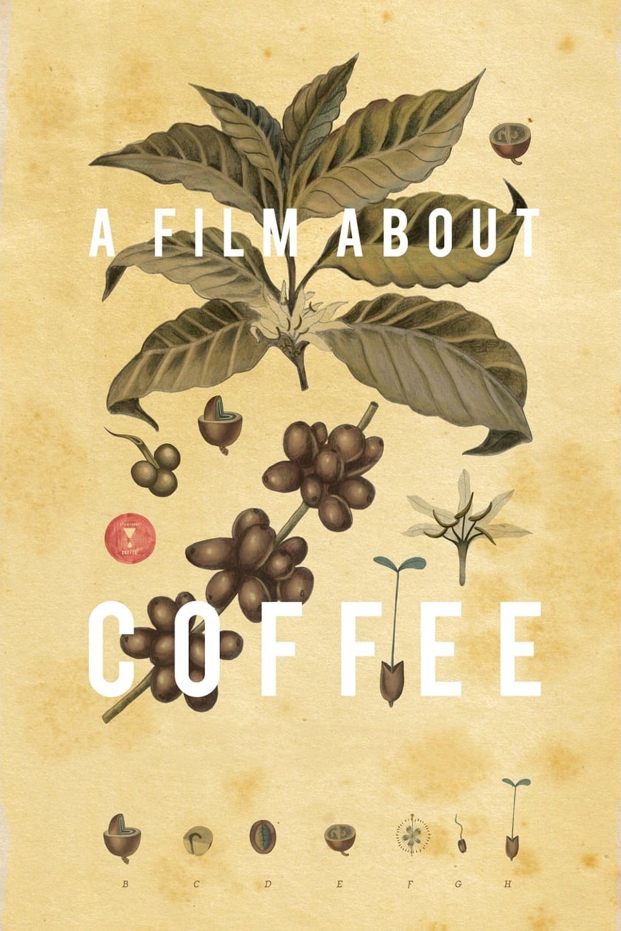 Movies A Film About Coffee