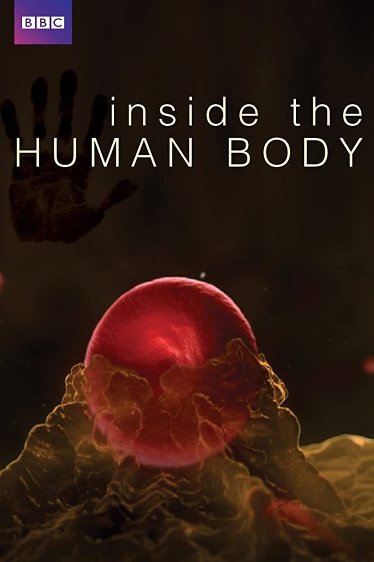 Movie Dentro del Cuerpo Humano