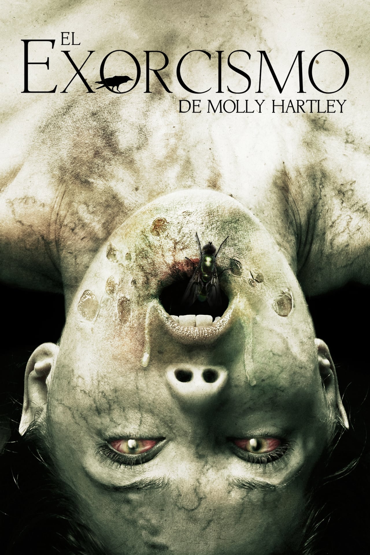 Movies El exorcismo de Molly Hartley