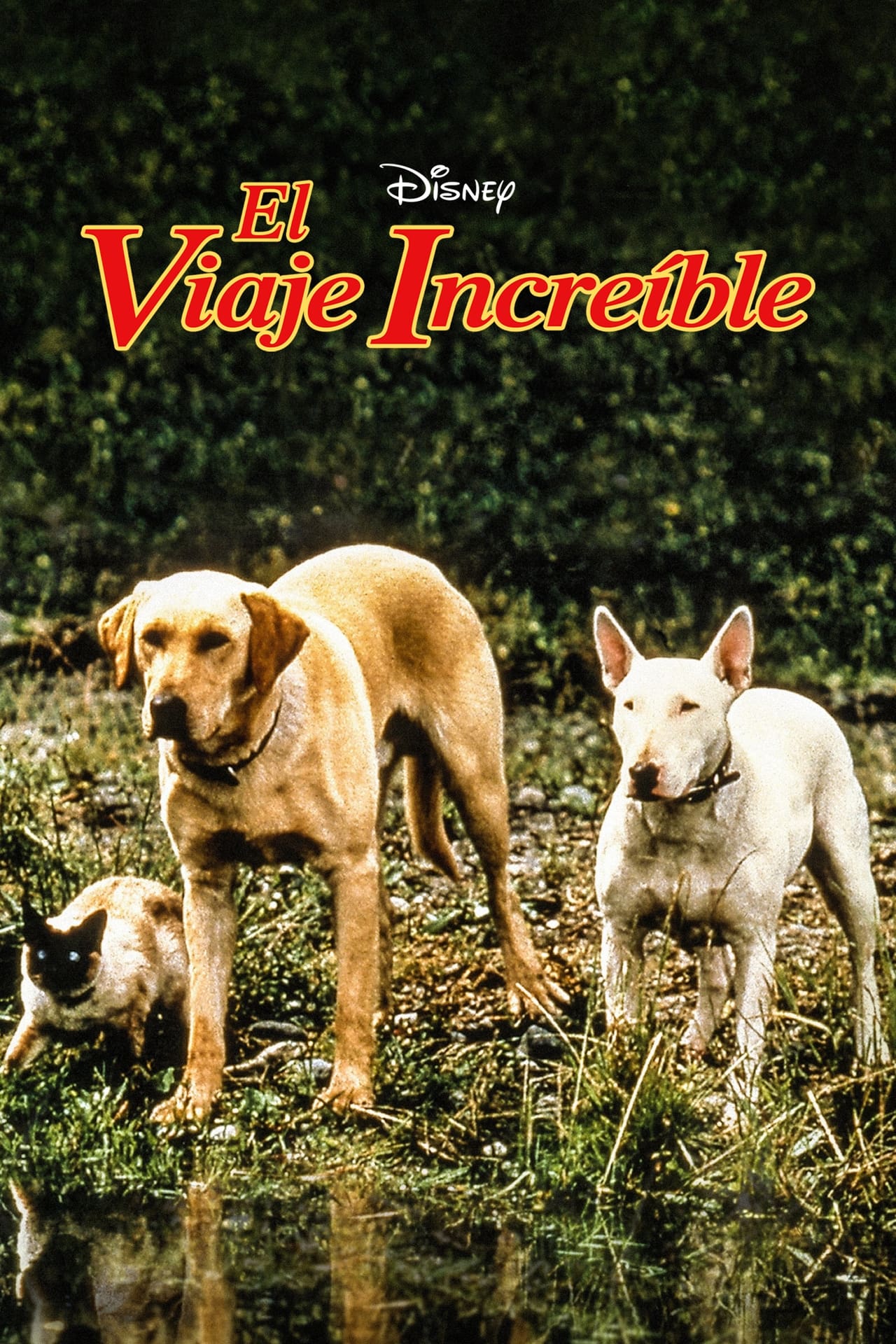 Película El viaje increible