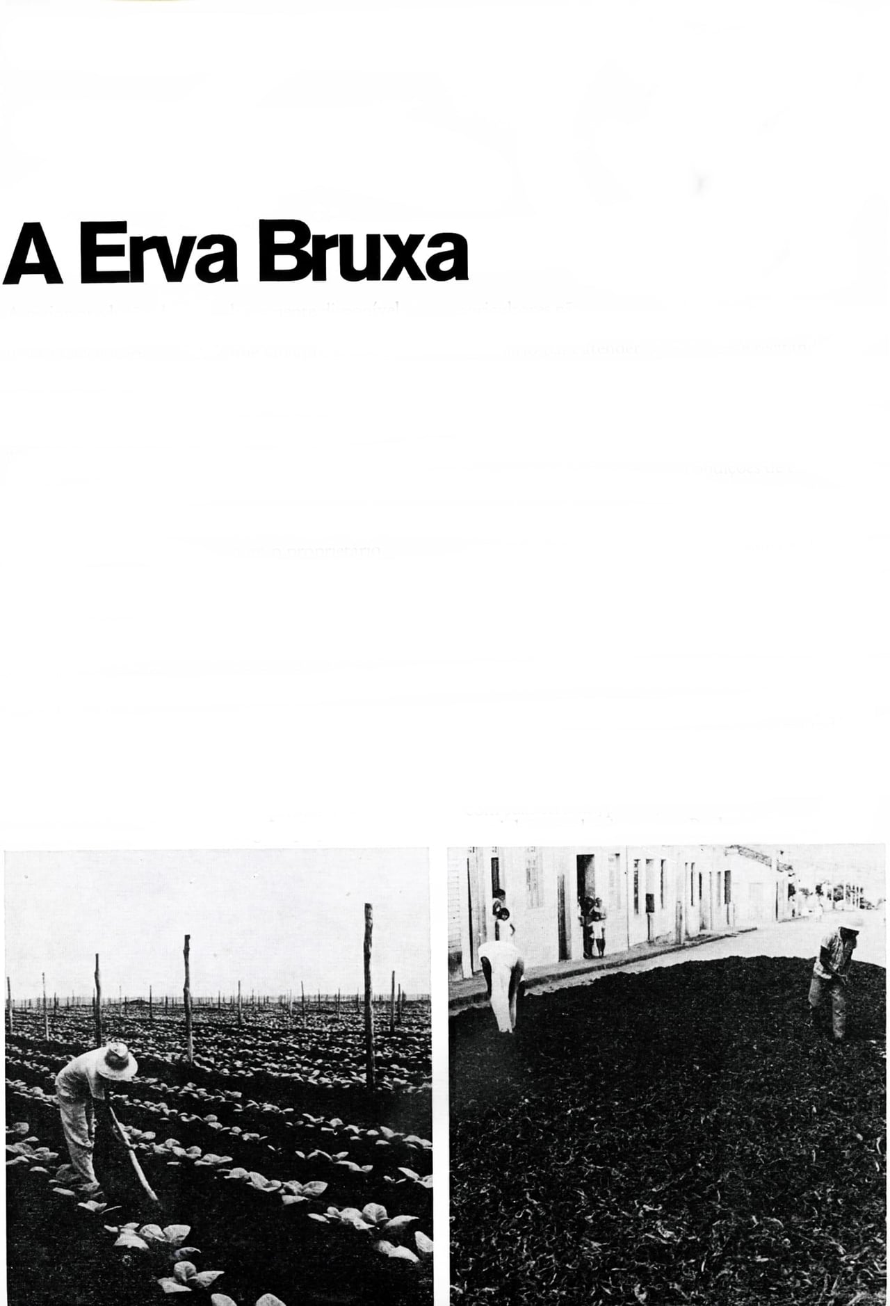 Películas A Erva Bruxa