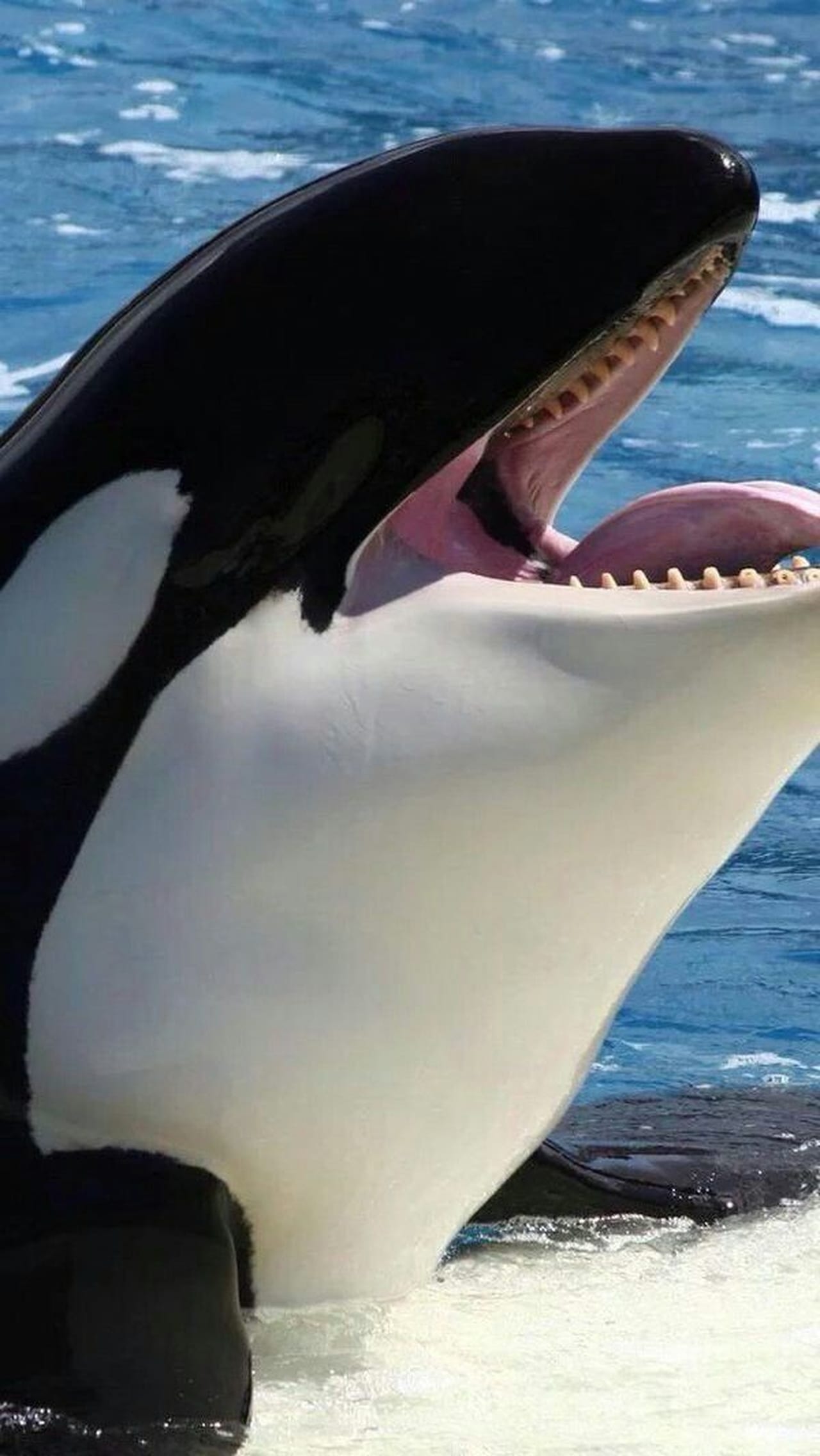 Movie Orcas asesinas