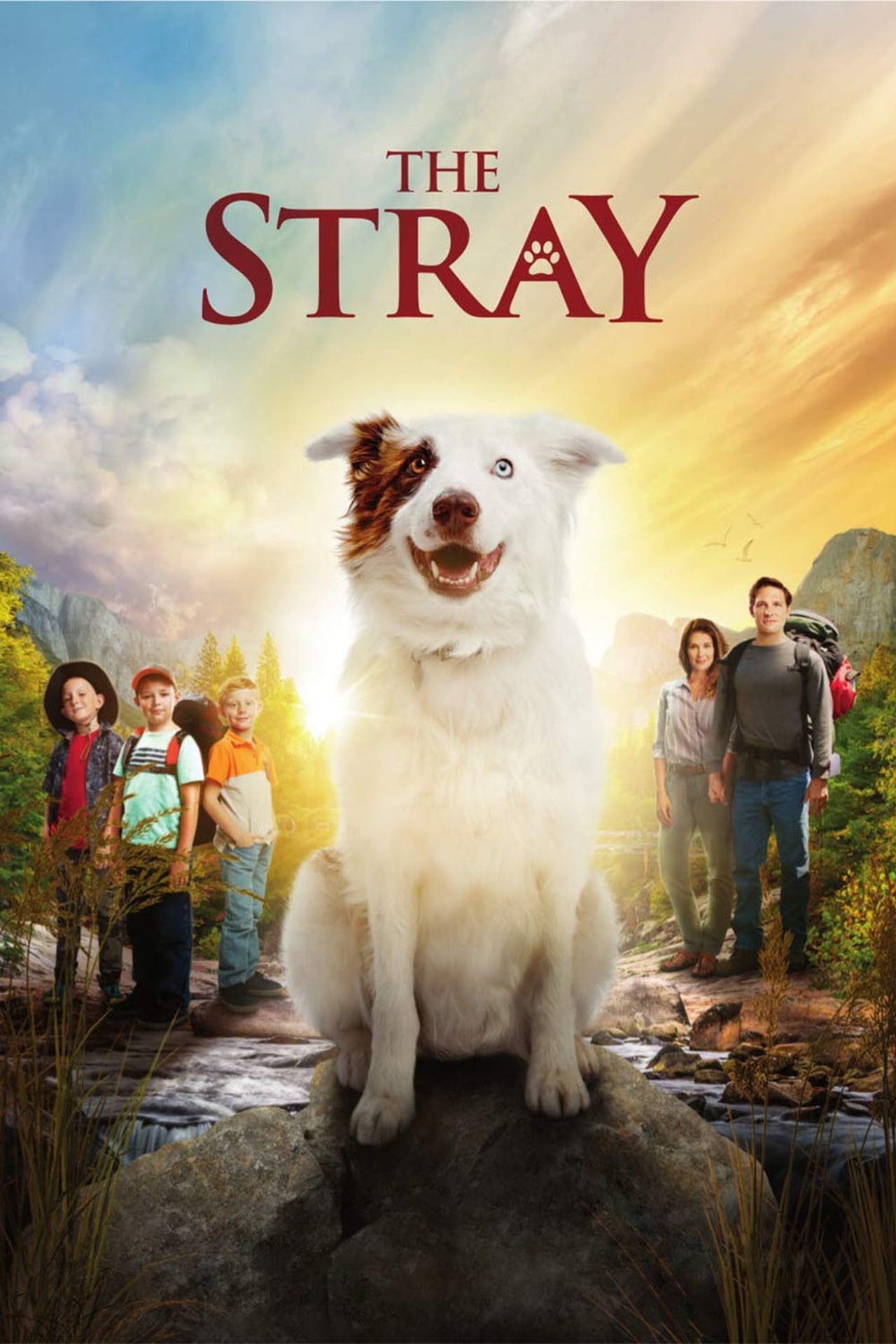 Película The Stray