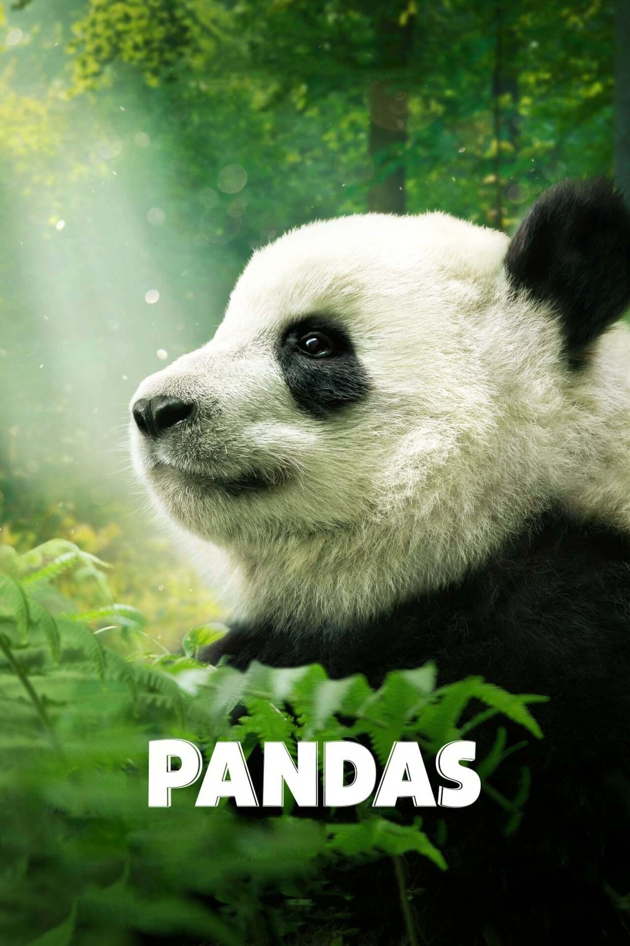 Movie Pandas: El Camino a Casa