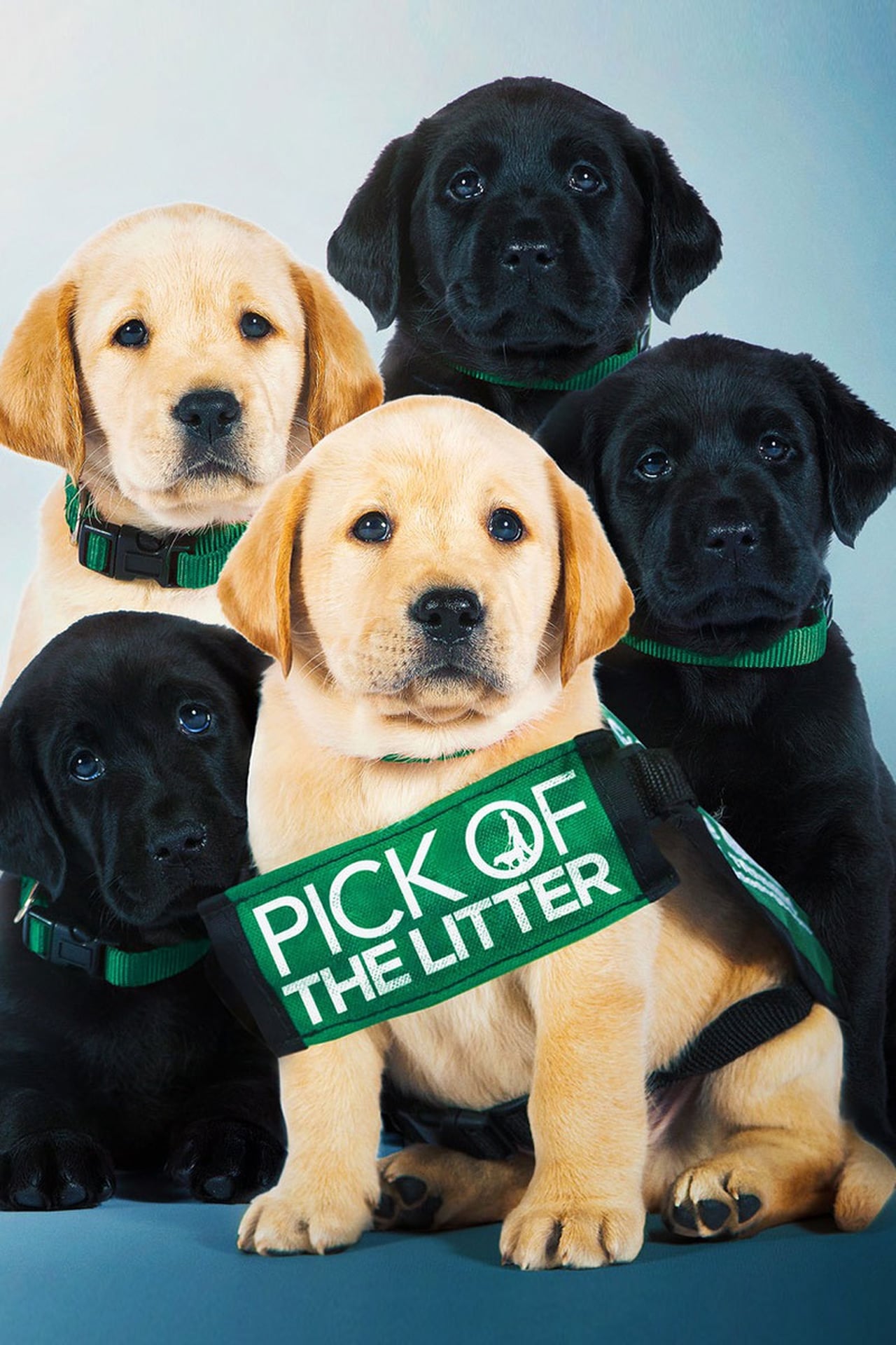 Movies Pick of the Litter