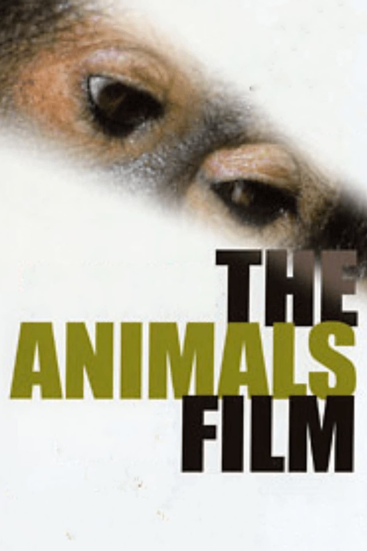 Movie The Animals Film