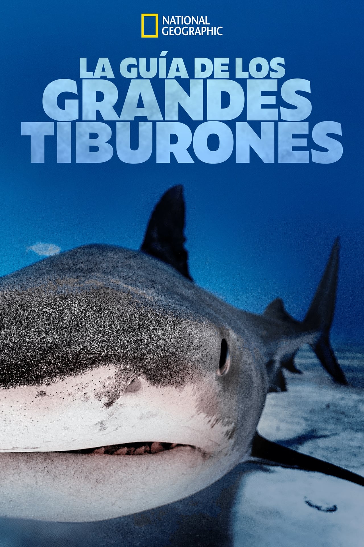 Película Big Sharks Rule