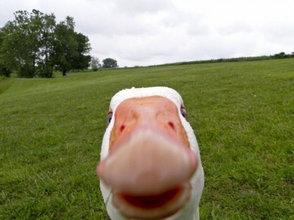 @1quackquack