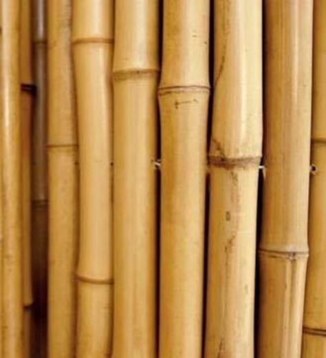 Cañas de bambú para sujetar hortalizas y otros usos
