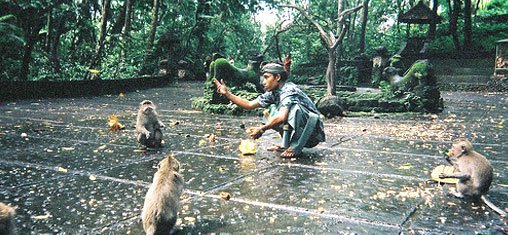 Lugar Jalan Monkey Forest