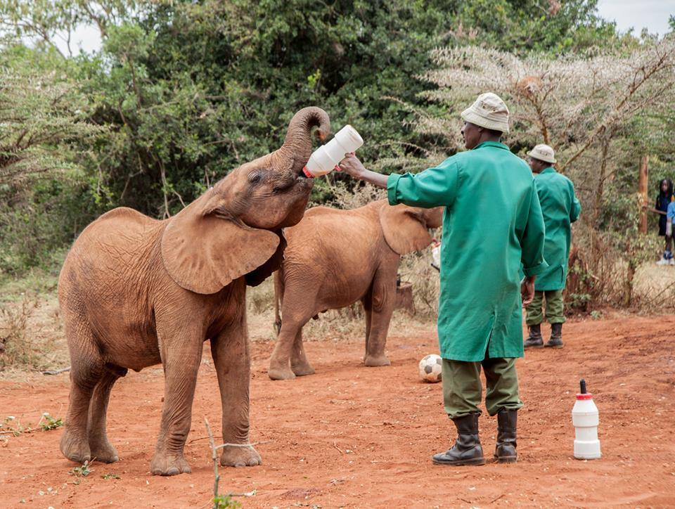 Lugar David Sheldrick Elephant Sanctuary