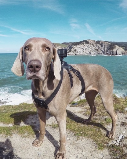 GoPro Fetch - Arnés de cámara GoPro para mascota