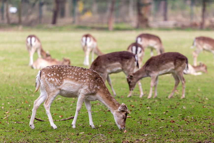 Place Lindenthaler Tierpark