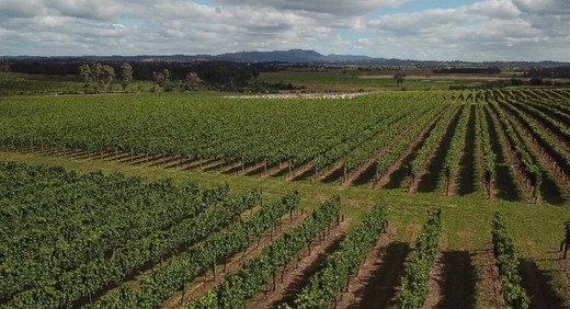 Yarra Valley Winery Tours