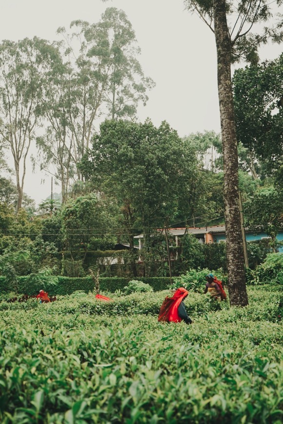 tea plantation