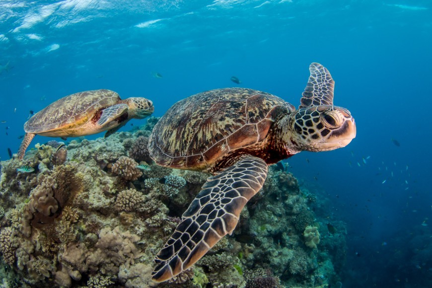 Reef Encounter