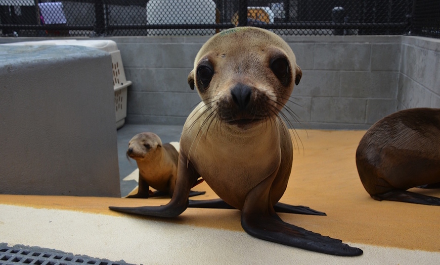 Moda The Marine Mammal Center : Introduction to Marine Mammals