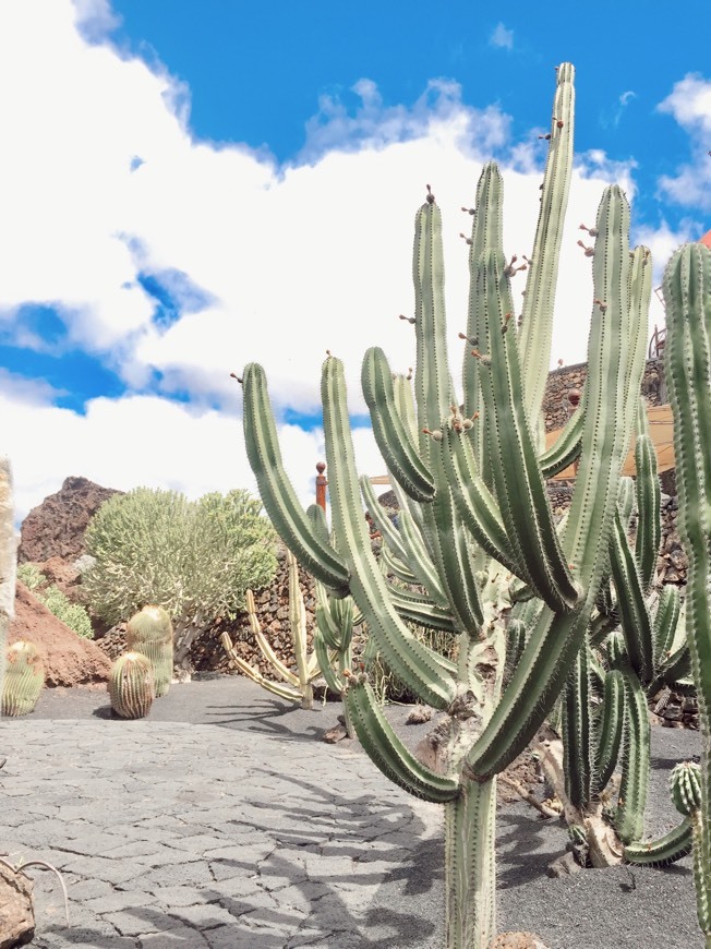 Lugar Jardín de Cactus de Lanzarote