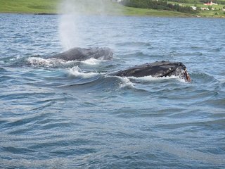 Elding Whale Watching Akureyri - 2018 All You Need to Know ...