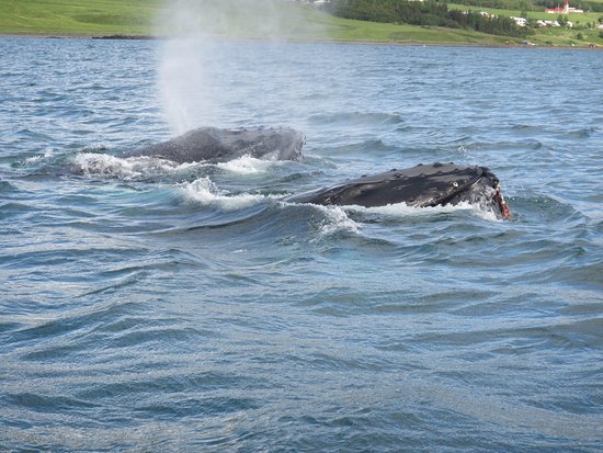 Moda Elding Whale Watching Akureyri - 2018 All You Need to Know ...