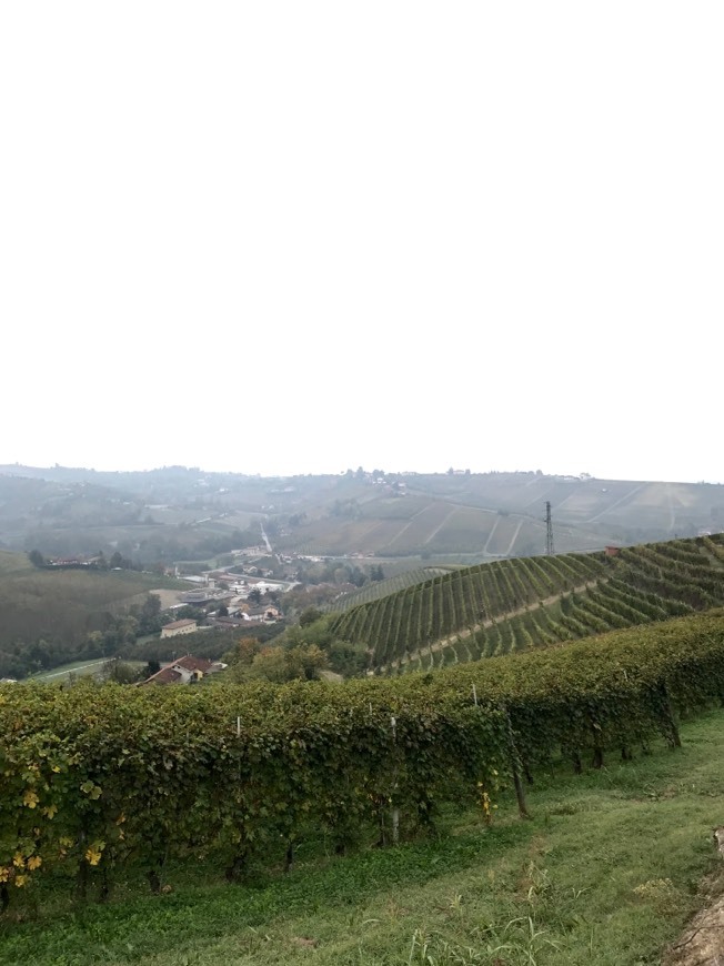 Lugar Barbaresco