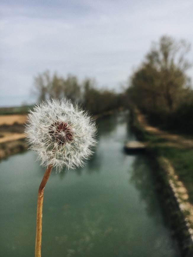 Place Canal de Castilla