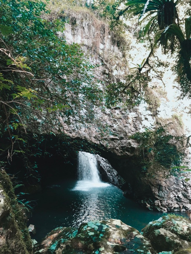 Springbrook