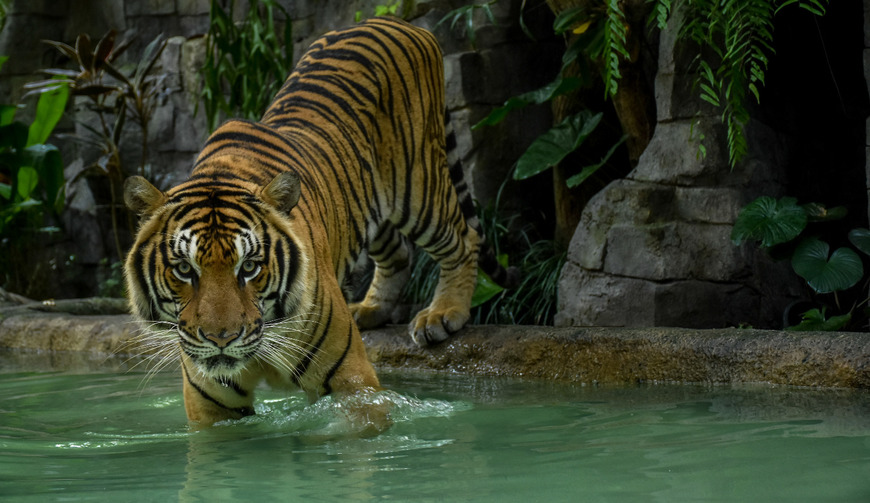 Lugar Tiger Kingdom