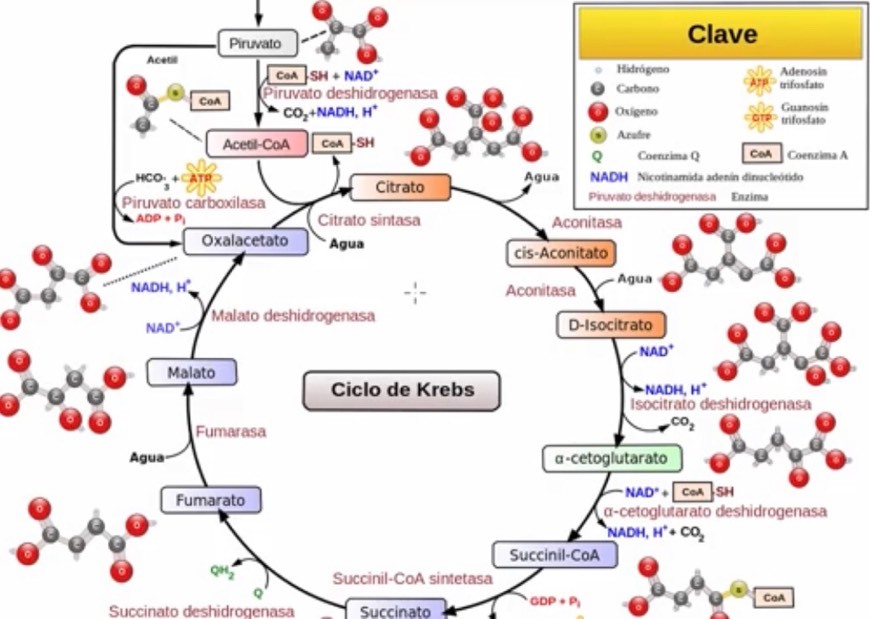 Moda Melabolismo | Respiración celular | Ciclo de Krebs