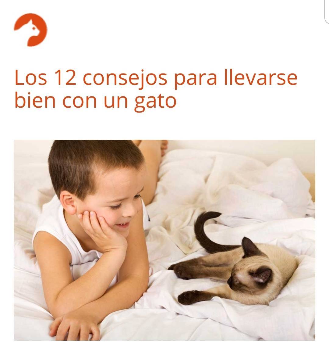 Moda Llevarse bien con un gato