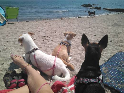 Playa canina De Agua Amarga - Doggy Beach