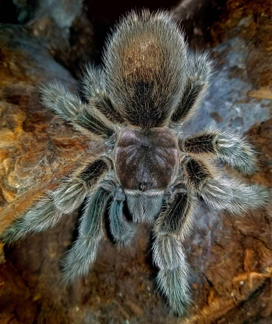 Fashion Chilean rose tarantula - Wikipedia