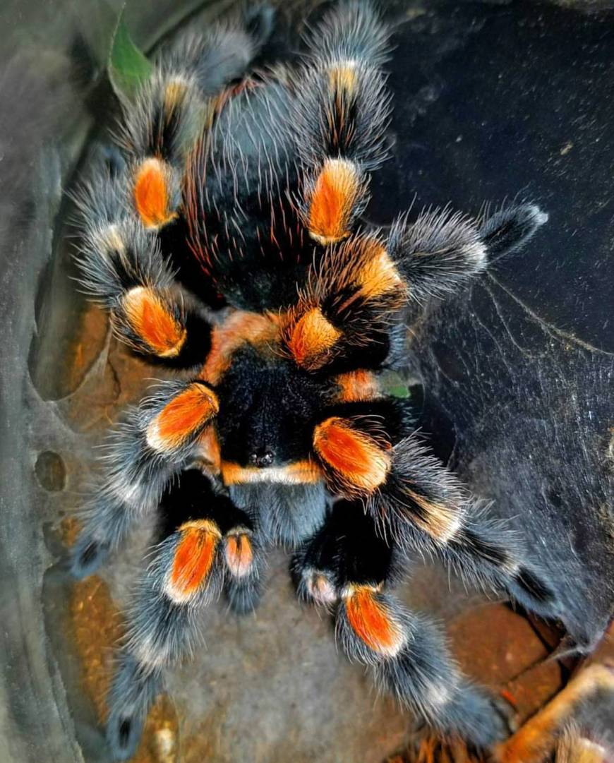 Moda Mexican Red Knee Tarantula Molting Time-lapse || ViralHog ...