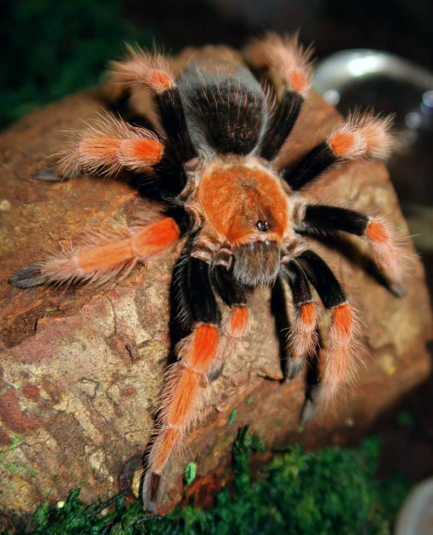 Moda Brachypelma boehmei - Wikipedia