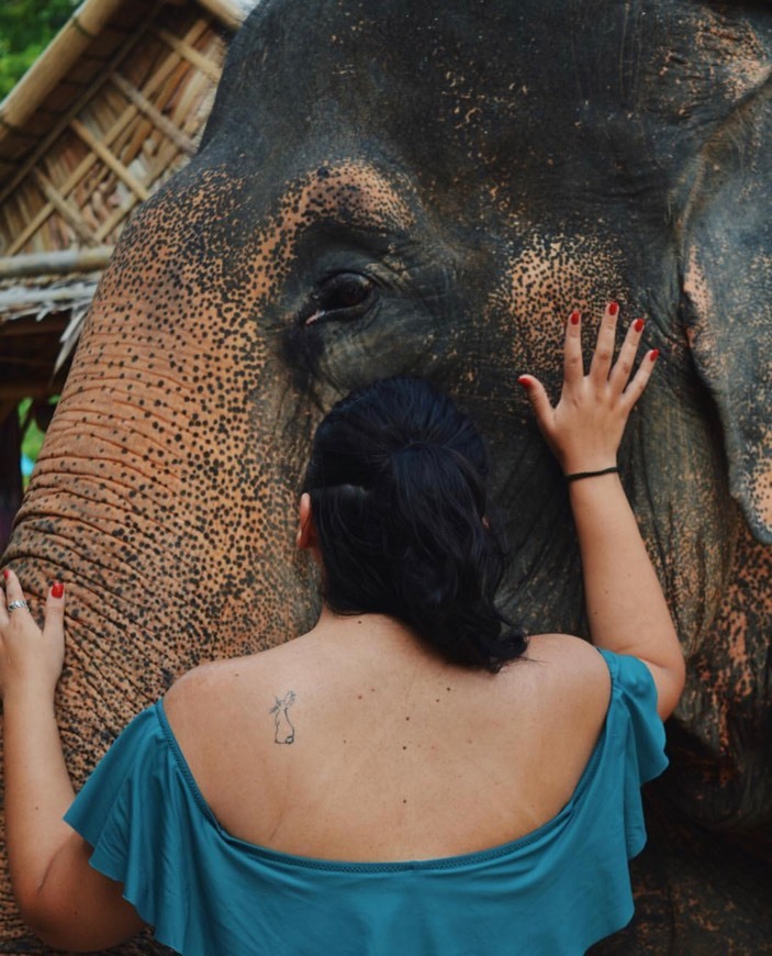 Lugar Elephant Jungle Sanctuary Phuket Offices