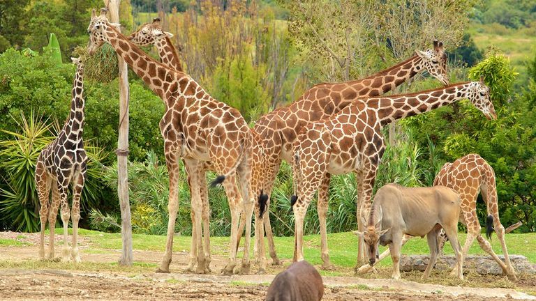 Place Africam Safari