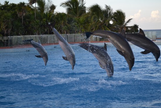 Lugar Dolphin discovery