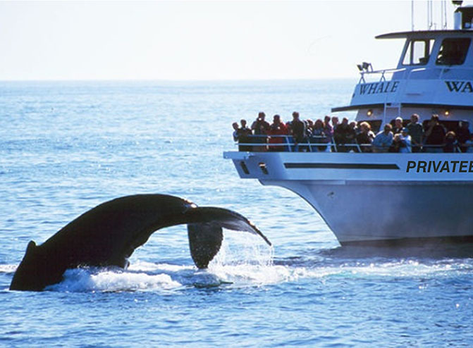 Fashion Whale Watch - Seven Seas