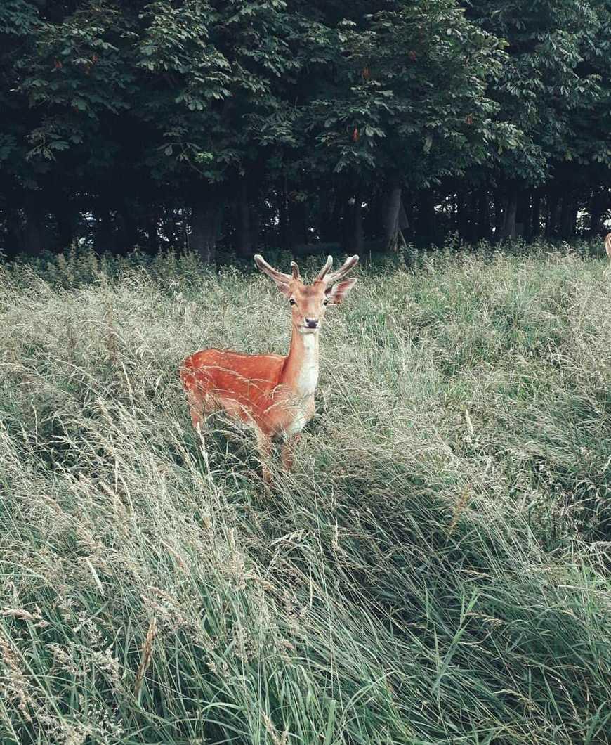 Place Phoenix Park