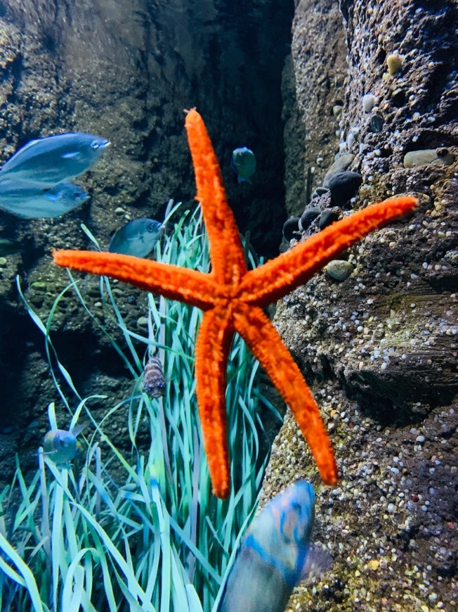 Place Acuario de Gijón