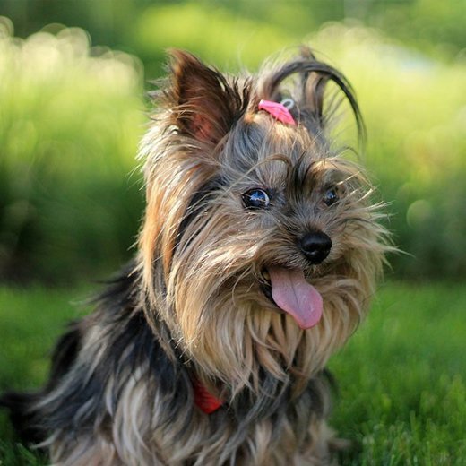 Yorkshire Terrier, características y cuidados | Purina ONE Mini