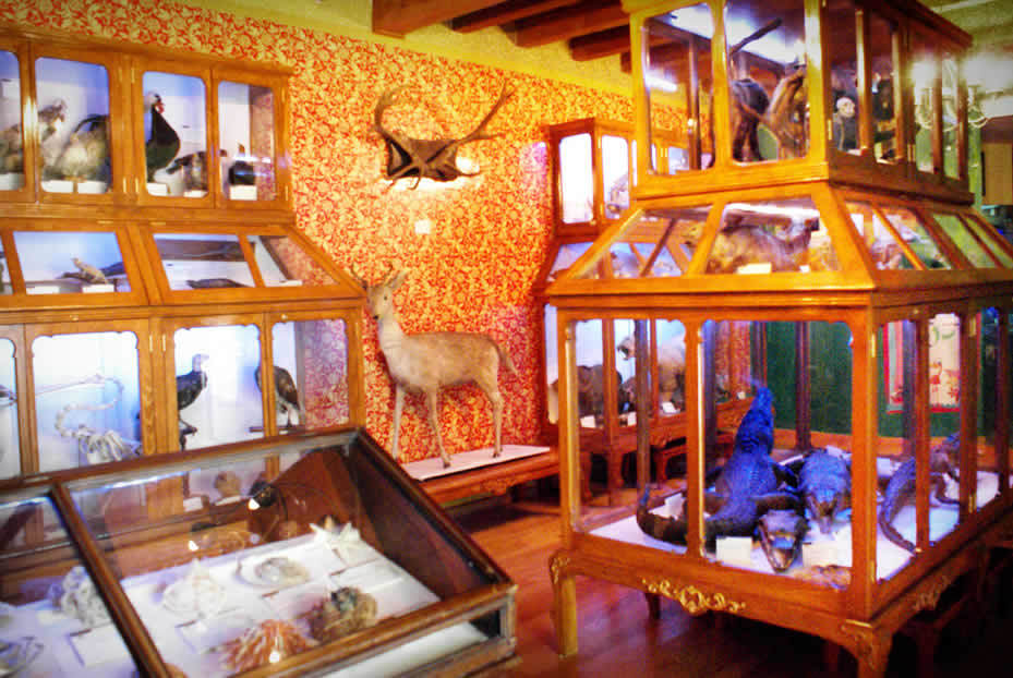 Lugares Museo de Historia Natural "Alfredo Dugés"