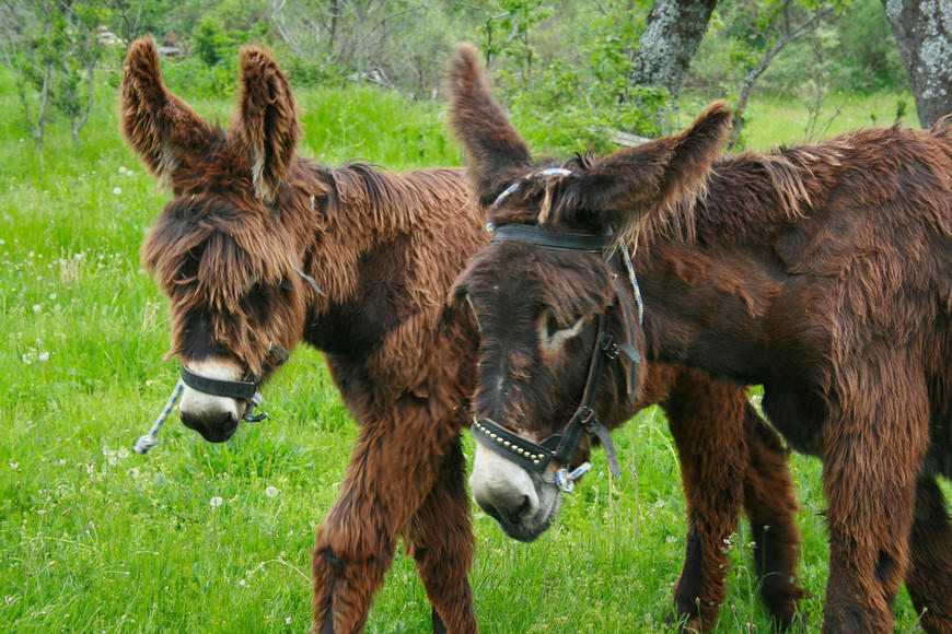 Fashion A Ritmo de Burro: Inicio