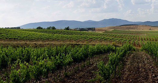 Bodega Río Negro