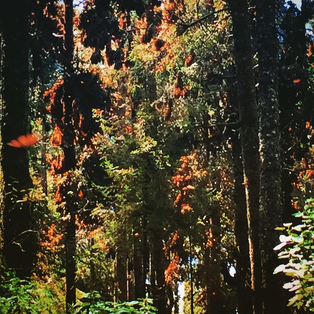 Lugar Santuario Mariposa Monarca