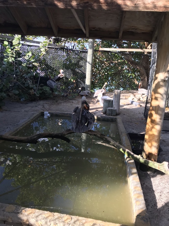 Lugar Pelican Harbor Seabird Station