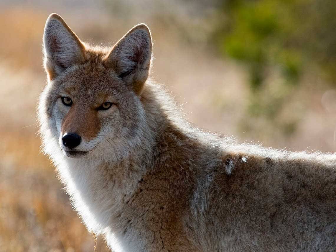 Place Zoológico Los Coyotes