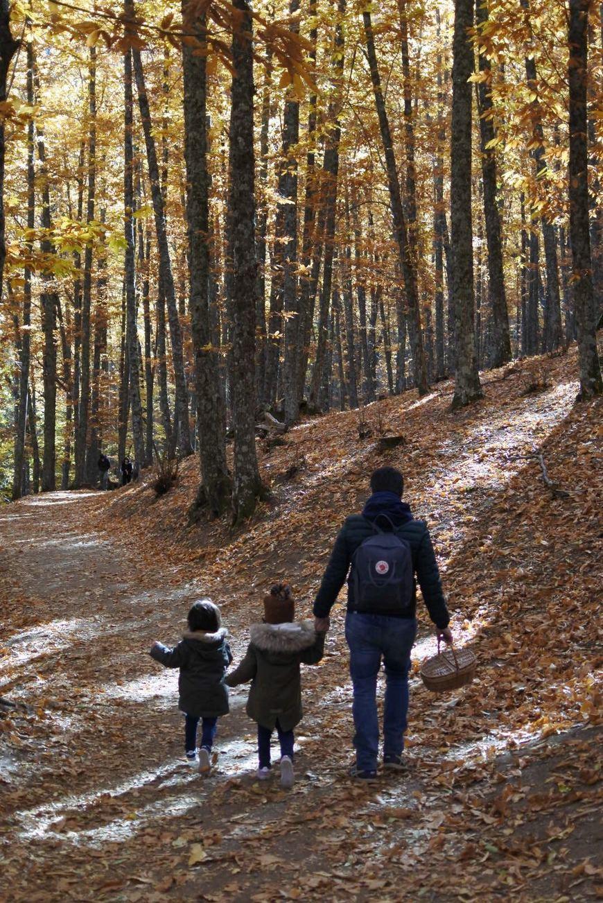 Fashion El Castañar de El Tiemblo en Otoño. Ruta e información de acceso