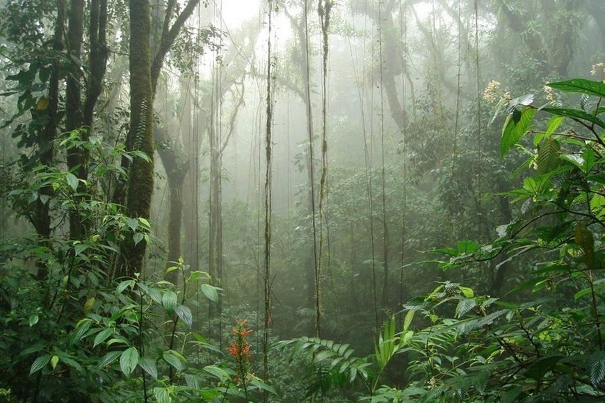 Lugar Monteverde